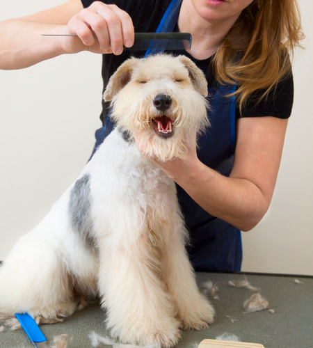 A terrier getting its head brushed during a hair cut with a groomer in Brisbane
