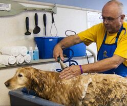 Our staff using the hydro bath on a golden retriever 
