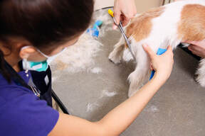 Our staff member trimming the tail of a small short haired dog Inside our Brisbane grooming salon