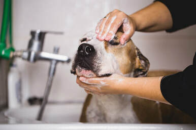 Picture of short haired dog getting face massage during washing cycle in brisbane