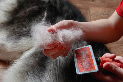A brush full of hair after a short brushing cycle on a husky in Brisbane