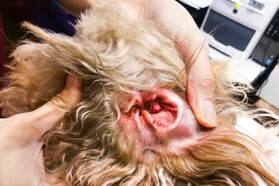 Our Brisbane team Inspecting the inside of a dogs ear for infections and cleaning