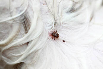 An image of a tick during its feeding cycle, you can see it gets bigger, taken in Brisbane