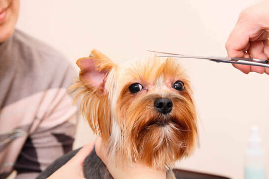 a cute small dog getting its head groomed
