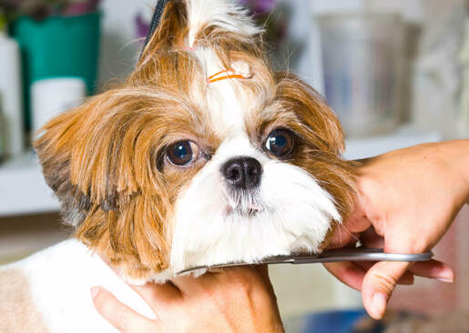 Our staff trimming a small dogs face